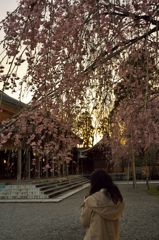 路傍の花たち2016：護国神社の紅枝垂a
