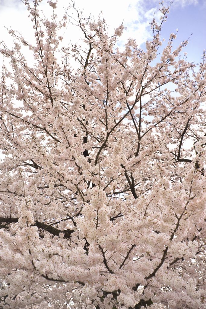 路傍の花たち2016：十間道路の染井吉野c