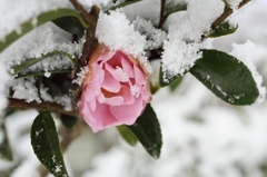 白と桃色2015a：凍える山茶花