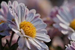路傍の花たち2016：霜月の菊b