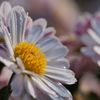 路傍の花たち2016：霜月の菊b
