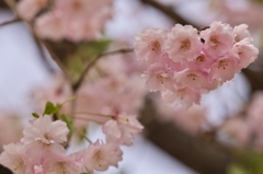 桜めぐり2015：小竹藪の紅枝垂c