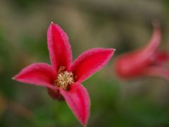 路傍の花たち2017：紅い四弁