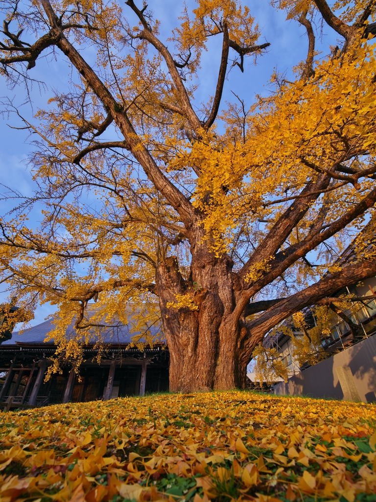 勝興寺：実ならずの銀杏a