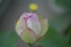 路傍の花たち2015：目覚める蓮華