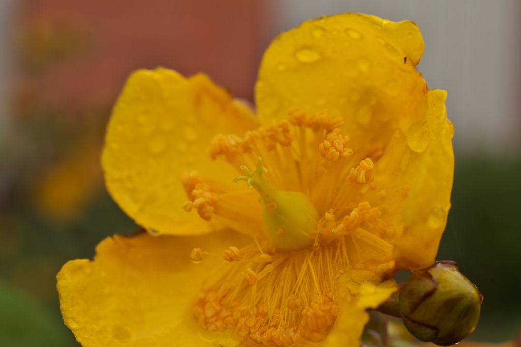路傍の花たち2015：濡れた金糸梅