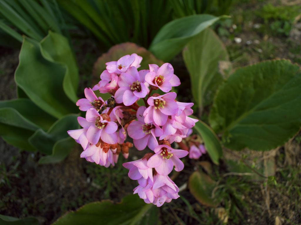 路傍の花たち2016：春の喜馬拉耶雪乃下