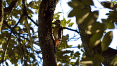 great spotted woodpecker