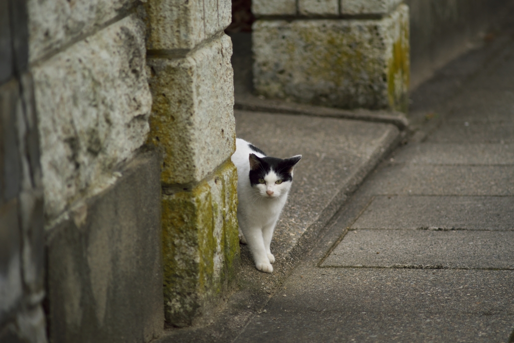 よみがえるFDたち：門から覗く