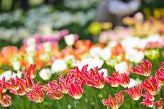 TulipFair2015：真紅の群れ