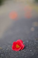 路傍の花たち2016：落花