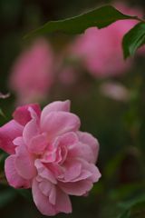 路傍の花たち2016：秋の薔薇屋敷