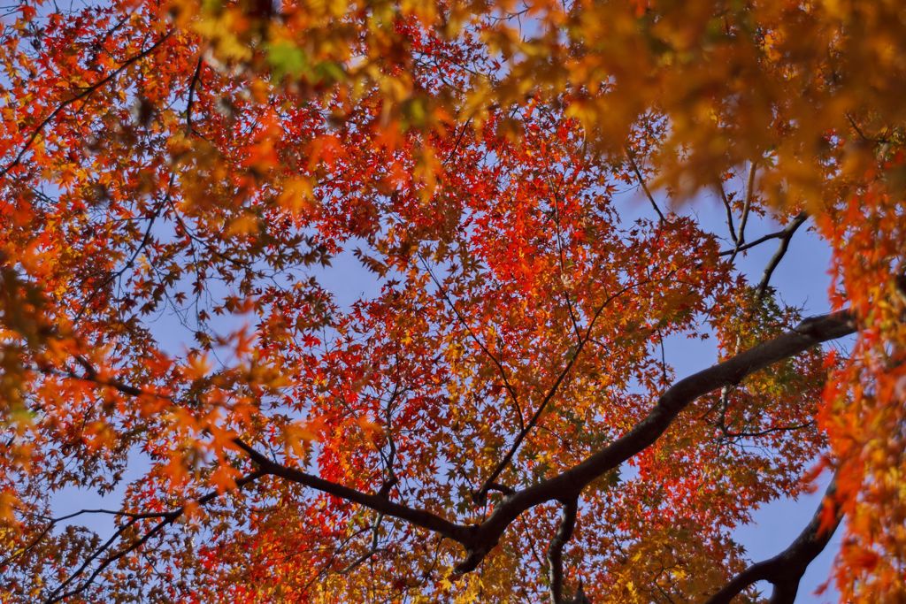 唐紅の綾錦2016：三の丸の青と紅a