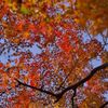 唐紅の綾錦2016：三の丸の青と紅a