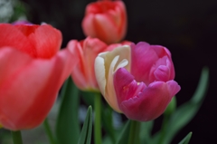 路傍の花たち2015：梅紫と白
