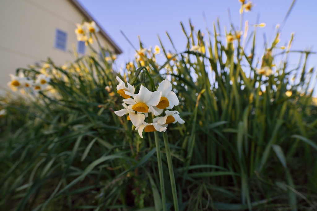 路傍の花たち2015：冬の水仙