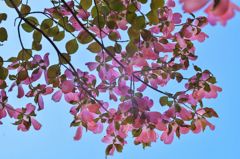 路傍の花たち2016：空に映える薄桃色