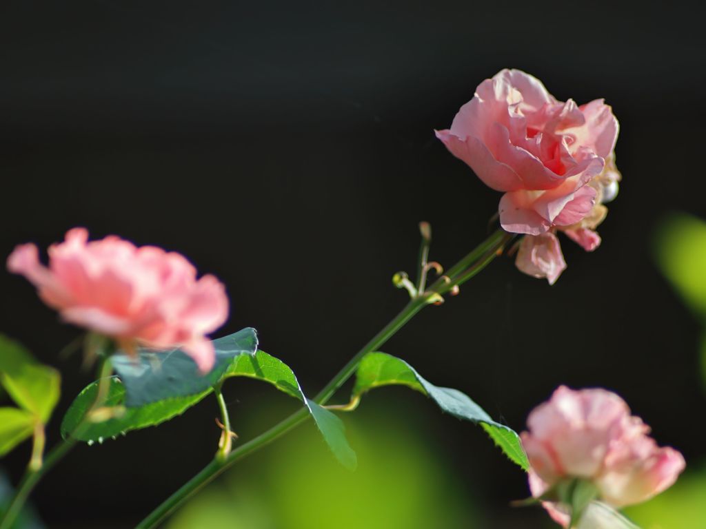 路傍の花たち2017：薔薇の季節