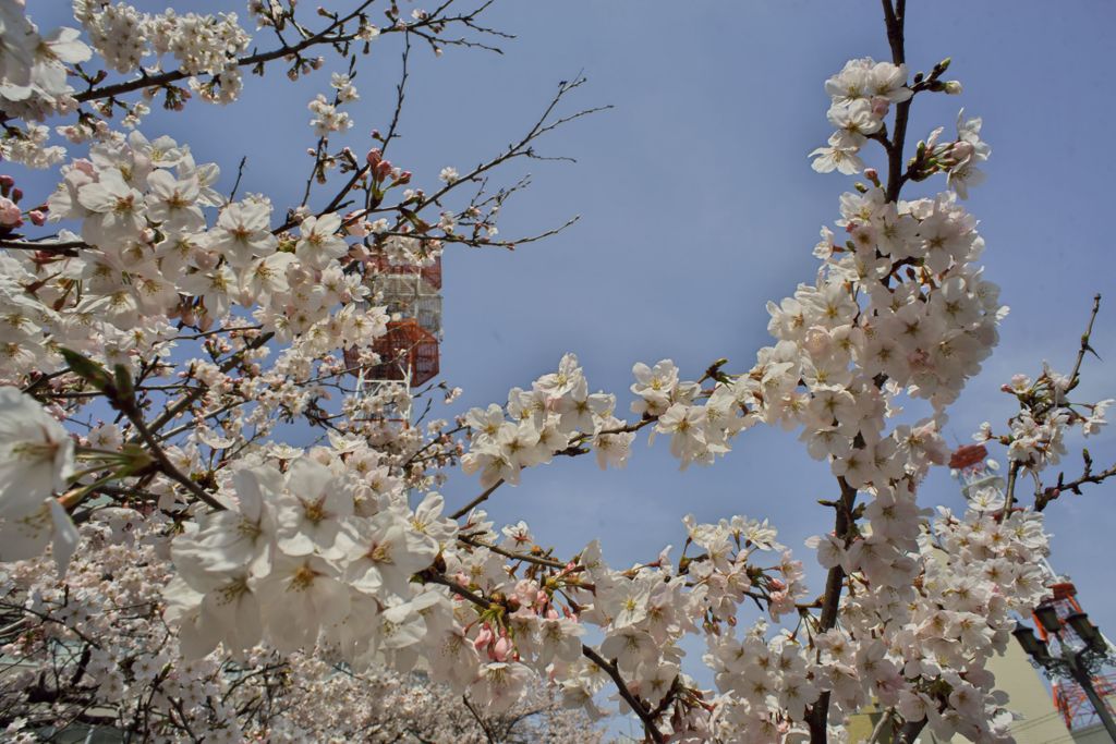 路傍の花たち2016：松川咲き初めe