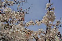 路傍の花たち2016：松川咲き初めe