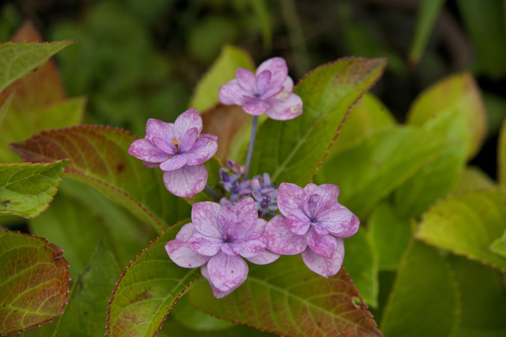 VS試写その１（小さい紫陽花）