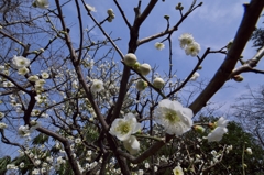 古城公園梅林2015：黒田の白梅