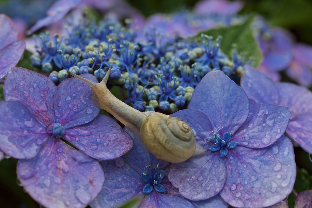 路傍の花たち2015：蝸牛散歩