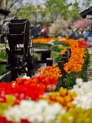 TulipFair2015：水車小屋