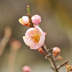 古城公園梅林2015：紅冬至開花