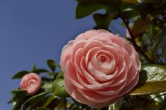 路傍の花たち2016：乙女椿