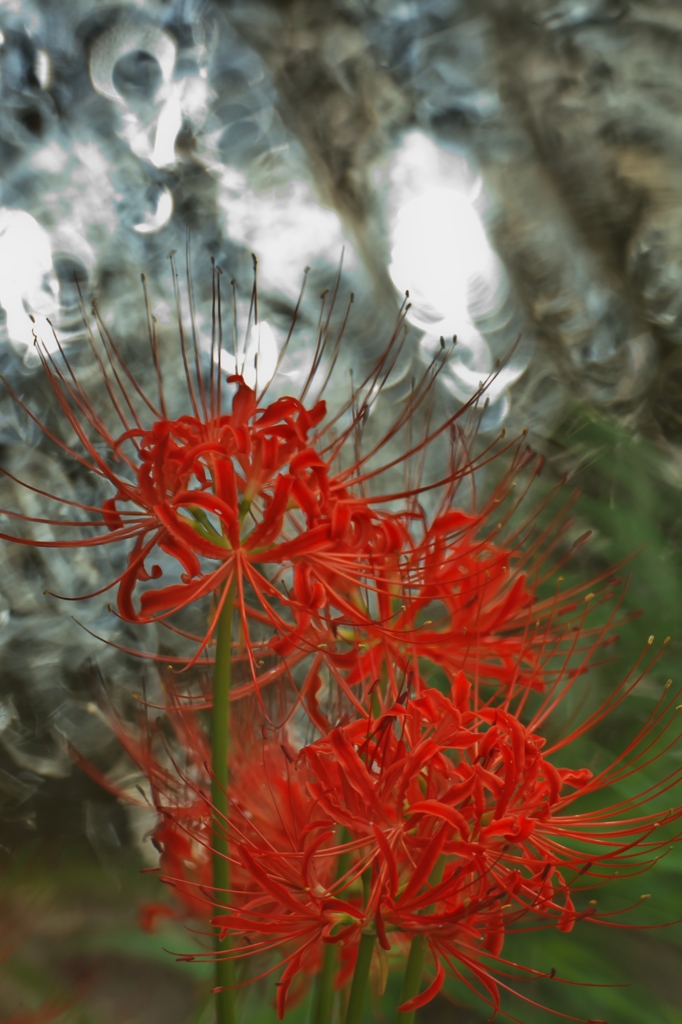 路傍の花たち2015：Hurricane lily on Rings a