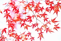 唐紅の綾錦2014i：紅のリズム