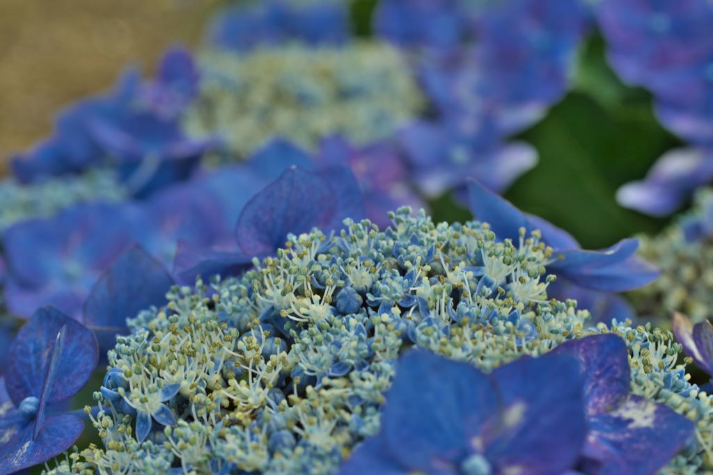 路傍の花たち2016：紫陽花の花たち