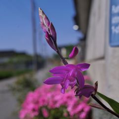 路傍の花たち2016：Purple_on_Purple