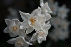 路傍の花たち2016：白い房咲水仙