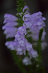 路傍の花たち2015：花虎尾