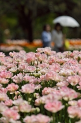 TulipFair2015：太鼓橋のアンジェリーク