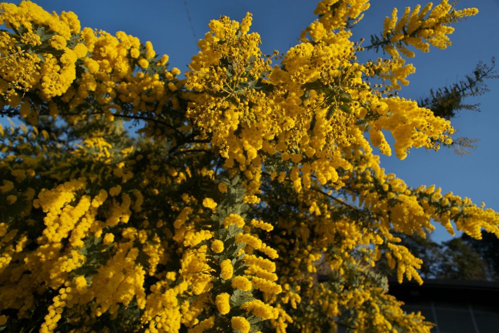 路傍の花たち2016：春の青と黄色b