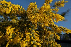 路傍の花たち2016：春の青と黄色b