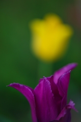 路傍の花たち2015：紫と黄色a