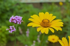 路傍の花たち2015：菊と柳花笠