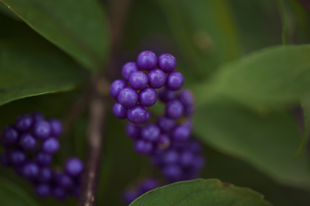 路傍の花たち2015：小紫結実