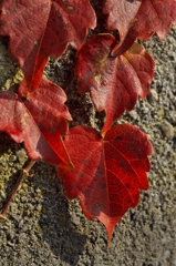路傍の花たち2016：蔦の紅葉