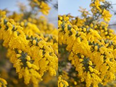 路傍の花たち2016：ミモザ・ミモザ・ミモザ