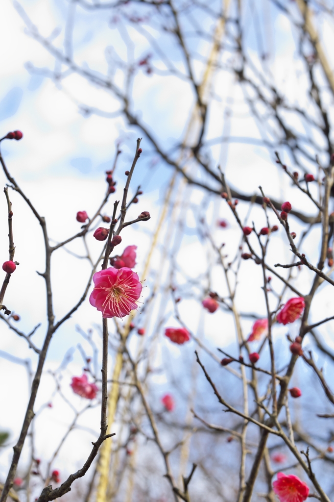 路傍の花たち2016：鹿児島紅開花