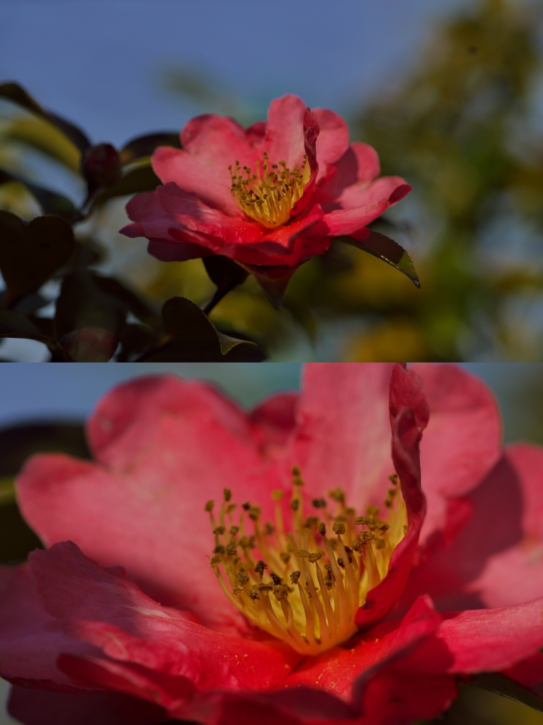 昔玉復活計画：apo-sonnarで山茶花