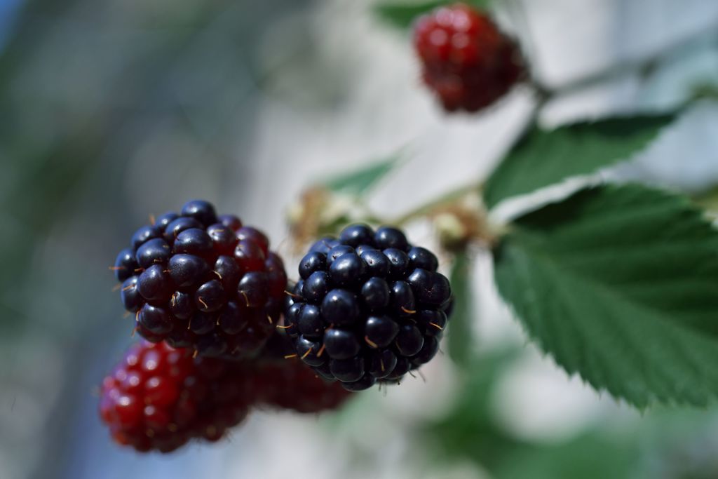 路傍の花たち2016：Black raspberry a