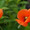 路傍の花たち2017：雛罌粟の朝