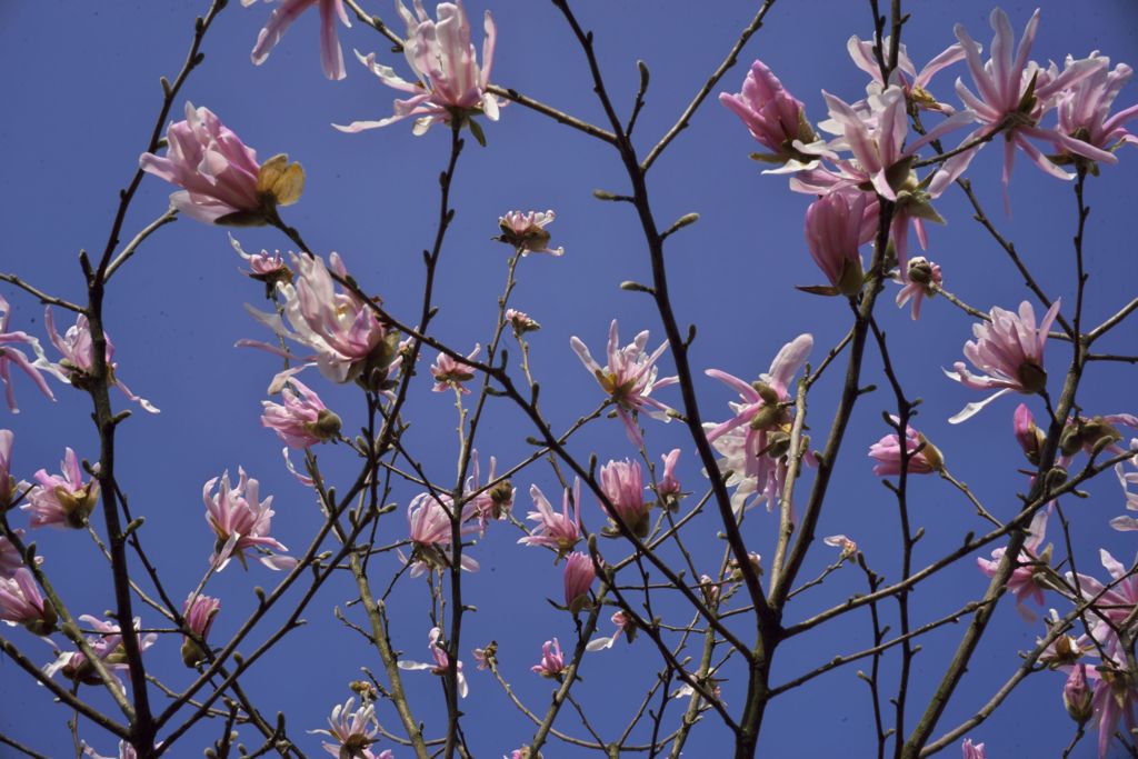 路傍の花たち2016：空に幣辛夷