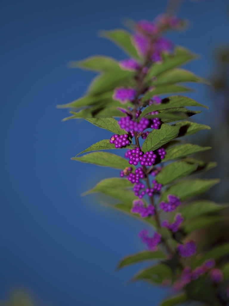 路傍の花たち2015：小紫色づくb